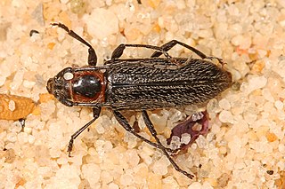 <i>Stenosphenus</i> Genus of beetles