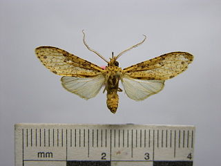 <i>Lophocampa sobrinoides</i> Species of moth