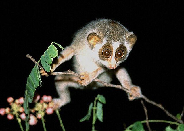 Early primates possessed adaptations for arboreal locomotion that enabled maneuvering along fine branches, as seen in this slender loris.