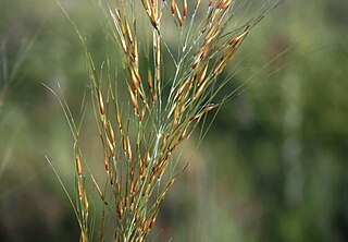 <i>Loudetia simplex</i> Species of grass