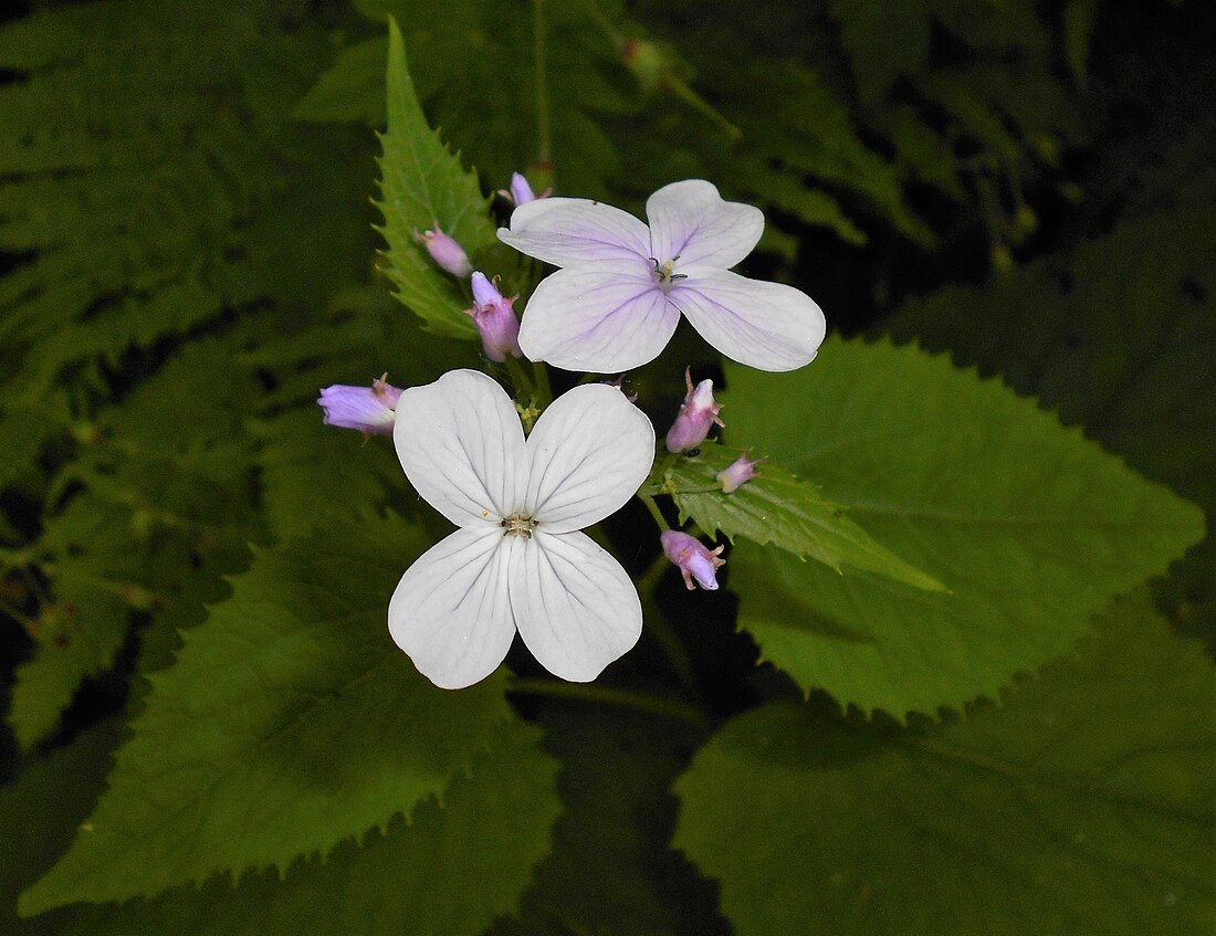 Lunaria rediviva