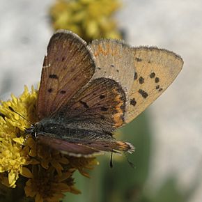 Popis tohoto obrázku, také komentován níže