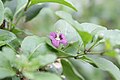 Leaves and flower