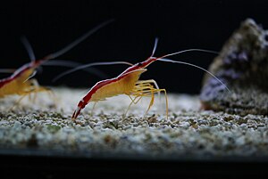 Lysmata amboinensis in Tropicarium-Oceanarium Budapest.JPG