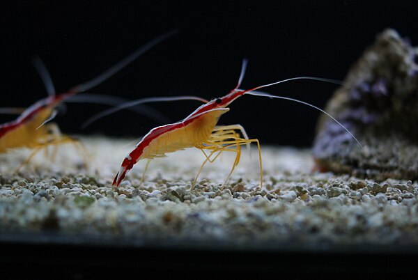 Image: Lysmata amboinensis in Tropicarium Oceanarium Budapest