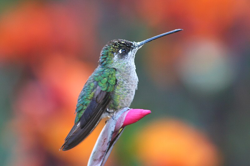 File:Magnificent Hummingbird female.jpg