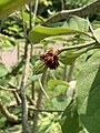 Young fruits with stamens still attached