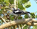 female in Tea Gardens, NSW