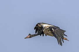 Anseranas semipalmata (Magpie goose) in flight