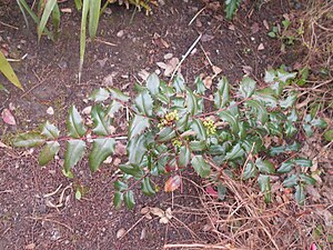 Mahonia wagneri 2017-04-17 7397.jpg