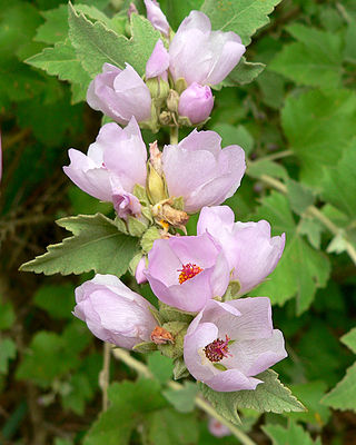 <i>Malacothamnus nuttallii</i> Species of flowering plant