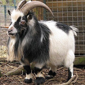 File:Male Pygmy Goat at Polbeth, in Scotland.jpg