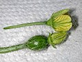 Flower stems of male and female watermelon blossoms, showing ovary on the female