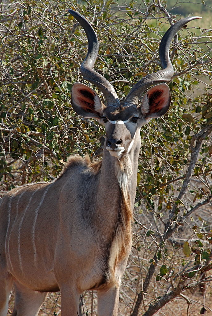 File:Male greater kudu  - Wikimedia Commons