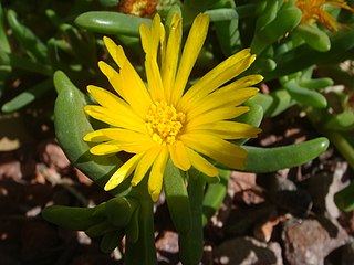 <i>Malephora</i> Genus of succulents