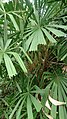 Mangrov Yelpazesi Palmiyesi (Licuala spinosa) 1.jpg