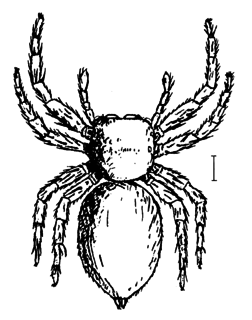 <i>Mantius</i> (spider) genus of arachnids