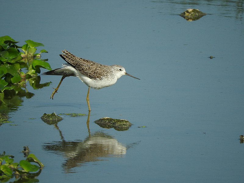 File:Marsh Sandpiper in Chennai.jpg