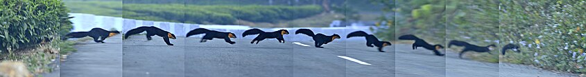 Nilgiri marten crossing the road