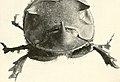 Marvels of insect life; a popular account of structure and habit (1916) (14778131254).jpg