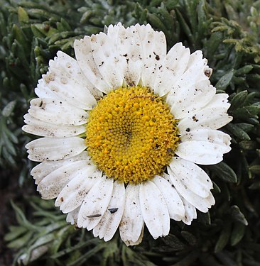 Matricaria chamomilla flower