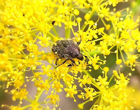 Mediterranean Spotted Chafer (Oxythyrea funesta). Photograph: Matosu28