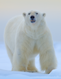 Miniatura pro Medvěd lední