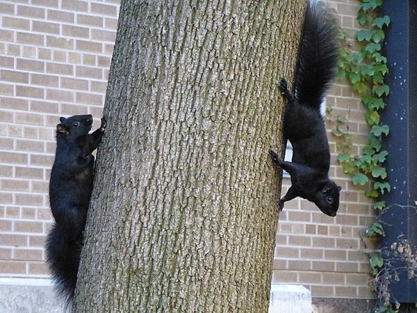 Jet-black eastern gray squirrels in Toronto, Ontario. Urban populations of the species were found to have a higher frequency of black morphs.