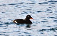 Melanitta fusca, Grindavik, Island 2.jpg