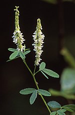 Melilotus alba.jpg