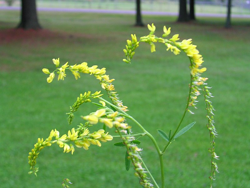 File:Melilotus officinalis 1-jgreenlee (5097324029).jpg