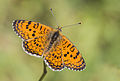 * Nomination Butterfly Hatay's fritillary (Melitaea collina). Kahramanmaraş - Turkey. --Zcebeci 11:22, 17 April 2016 (UTC) * Promotion Good quality. --Halavar 11:31, 17 April 2016 (UTC)