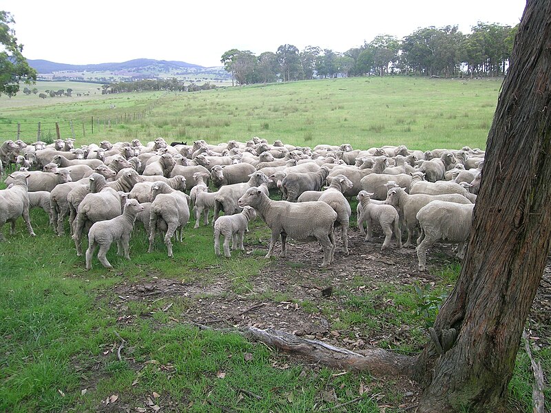 File:Merino ewes & lambs.JPG