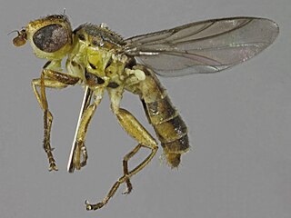 <i>Meromyza triangulina</i> species of fly