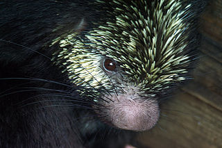 Mexican hairy dwarf porcupine species of mammal