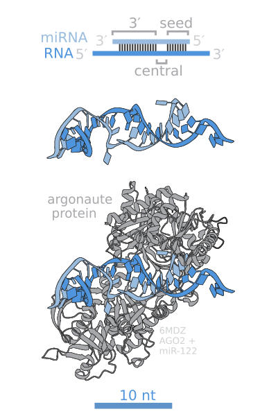 File:MicroRNAs and Argonaute RNA binding.svg