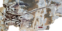 Squelette d'un Paraves droméosauridé de l'espèce Microraptor gui avec les empreintes de ses plumes.La barre horizontale bicolore mesure 5 centimètres.