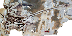 Голотип Microraptor gui
