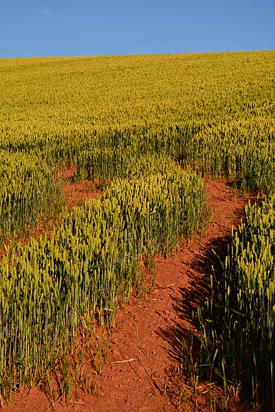 File:Mid Devon , Grassy Field - geograph.org.uk - 5065710.jpg