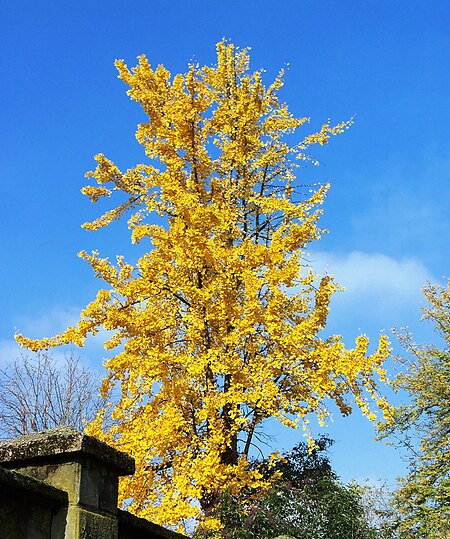 Milano Villa Finzi albero