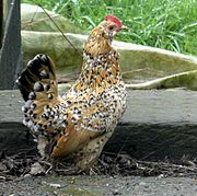 Mille Fleur Banten Hen.jpg