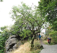 Wanderweg im Naturschutzgebiet Milseburg