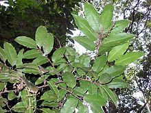 Mischocarpus pyriformis ostavlja.jpg
