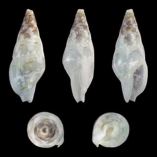 <i>Mitrella nympha</i> Species of gastropod