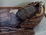 Momia cultura chinchorro año 3000 AC.jpg