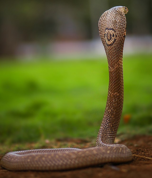king cobra body