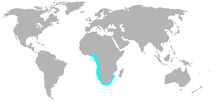 Morus Capensis distribution map.PNG