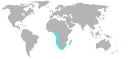 Área de distribución do mascato do Cabo