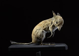 <span class="mw-page-title-main">Northern pig-footed bandicoot</span> Extinct species of marsupial