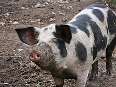 Tiere im Fredensdal Museum